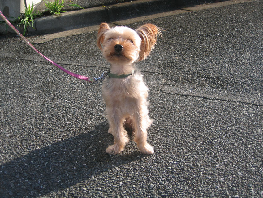 笑う犬 笑顔のヨークシャーテリア ココくん 犬ブログ