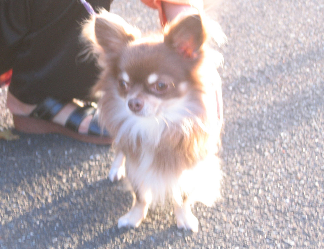 犬大好き チワワのモカちゃん 犬ブログ